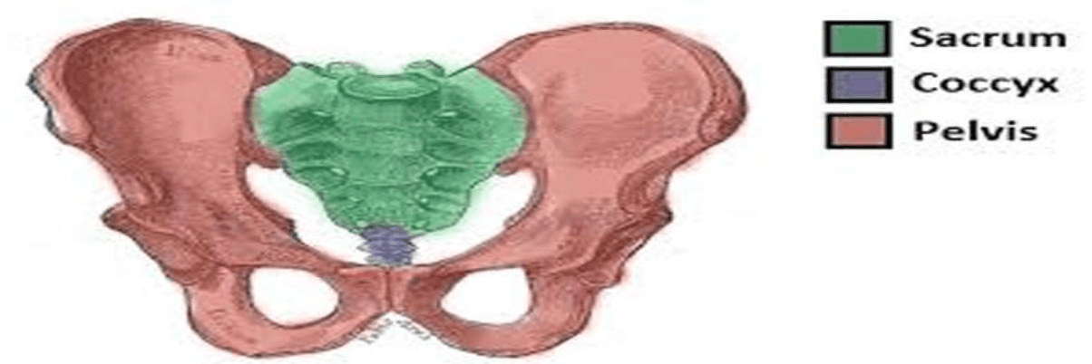 The Miraculous Coccyx