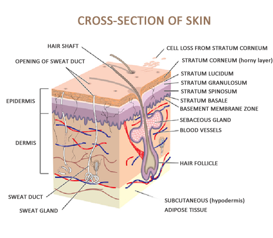 Skin Cross Section