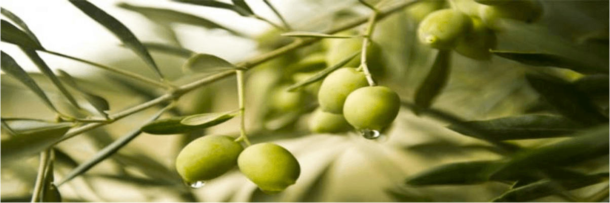 Zaitoon (Olive) is Cure for Seventy Diseases