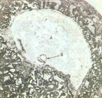 Embryo10.jpg