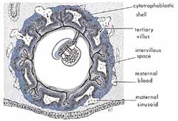 Embryo15.jpg