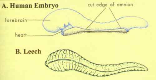 Embryo8.jpg