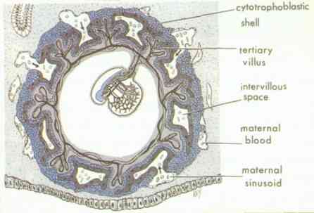 Embryo9.jpg